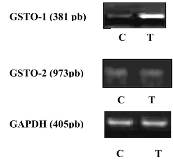 Figura 4.19 Effetti del trattamento con TNF-α valutati tramite RT-PCR. Il 