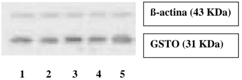 Figura 4.34 Immunoblotting di cellule Me665/2/21 trattate con dosi crescenti di  CoCl 2 