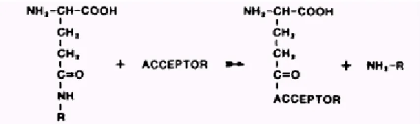 Figura 1.3. Reazione catalizzata dalla GGT (Hanigan, 1999). 