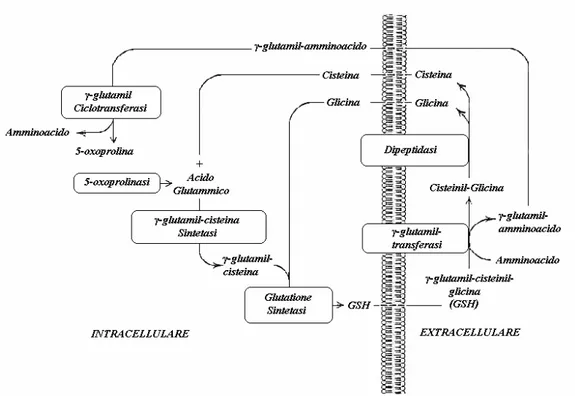 Figura 1.4 Ciclo del γ-glutamile (Lieberman et al., 1995). 