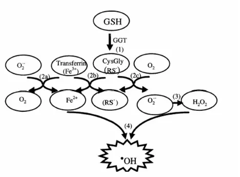 Figura 1.5 Reazioni proossidanti conseguenti all’attività della GGT. 1.Formazione della 