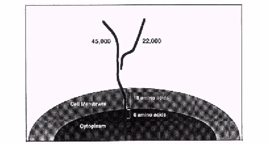 Figura 1.2 Rappresentazione della GGT. Tutta l’attività catalitica dell’enzima è presente 