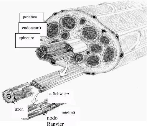 Fig. 1.4. Structure of the peripheral nerve. From Lundborg 1988. 