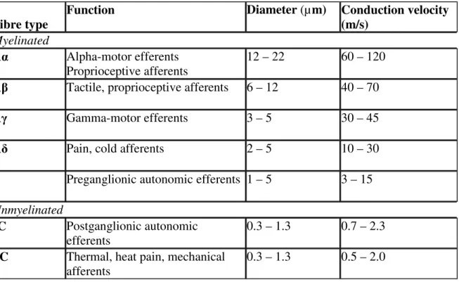 Table 5.1. Types of nervous fibers 