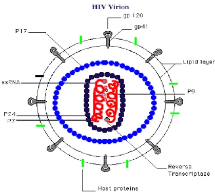 Fig. 1 Rappresentazione schematica di un virione di HIV-1.