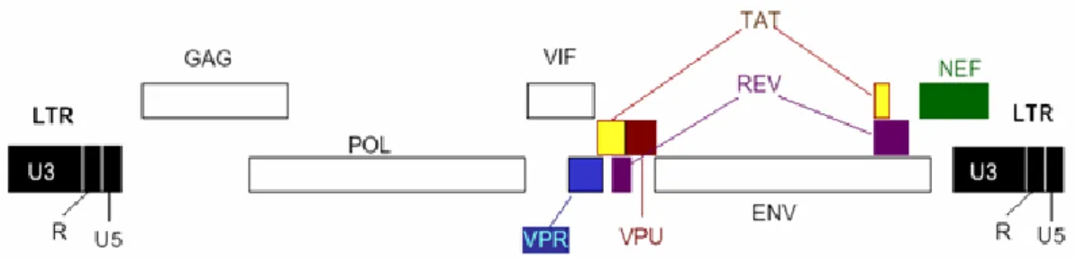 Fig. 2 Struttura del genoma di HIV-1. Sono indicate le proteine virali note. 