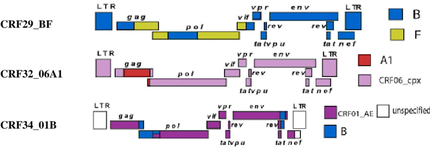 Fig. 12  CRF di HIV- 1 fin‟ ora caratterizzate. 