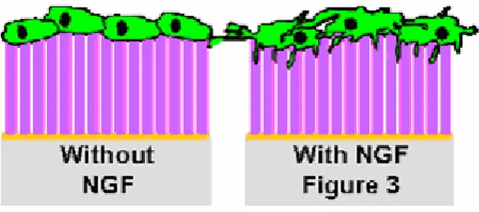 Fig. 2.8 Crescita delle cellule sui nanotubi 
