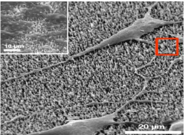 Fig. 2.9 Immagini al SEM della rete neurale 