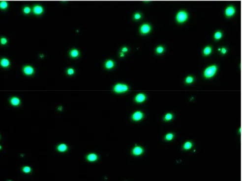 Fig. 6.3 Immagine al microscopio a fluorescenza di CrFK su substrato di CNT e 