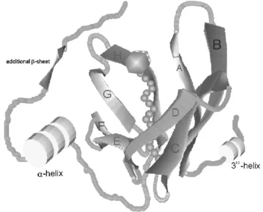 Figura 1.28: Un modello di Lipocalina, nello specifico è riportata la struttura cristallina della β-