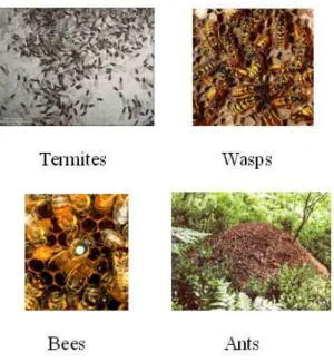 Figure 1.1: Swarms of Social Insects (i.e., termites, honey bees, wasps and ants)