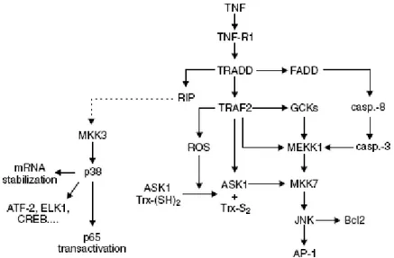 Fig. 2. Rappresentazione schematica della cascata di chinasi che  stanno  a  monte  dell’attivazione  di  JNK  e  attivazione  diretta  tramite TRAF2