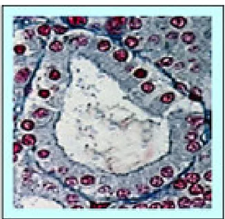 Fig. 5 Struttura del follicolo tiroideo 