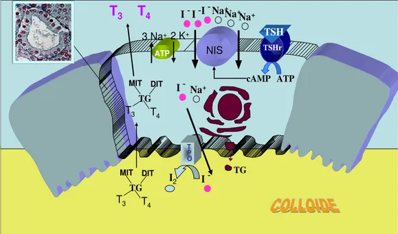 Fig.  6.  Rappresentazione  schematica  della  pompa  Sodio/Iodio  regolata dal legame del TSH al suo recettore