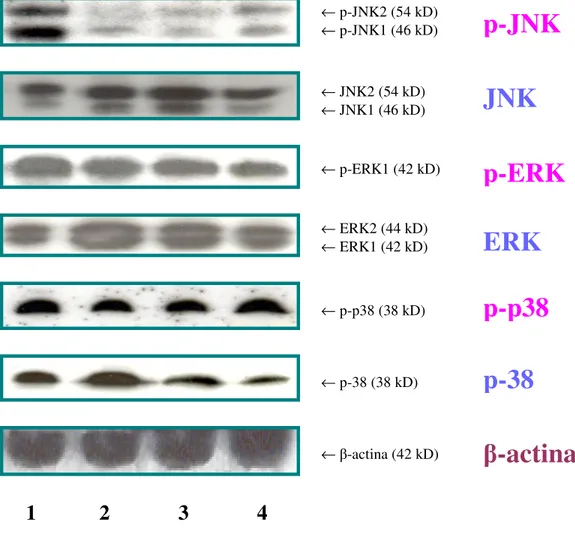 Fig  8.    Espressione  delle  forme  inattive  (ERK,  JNK  e  p-38),  attive (p-ERK, p-JNK e p-p38) e della β-actina dopo heat shock