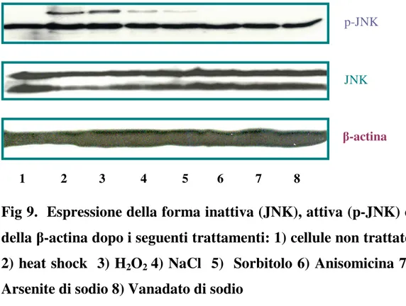 Fig 9.  Espressione della forma inattiva (JNK), attiva (p-JNK) e  della β-actina dopo i seguenti trattamenti: 1) cellule non trattate  2) heat shock  3) H 2 O 2  4) NaCl  5)  Sorbitolo 6) Anisomicina 7) 