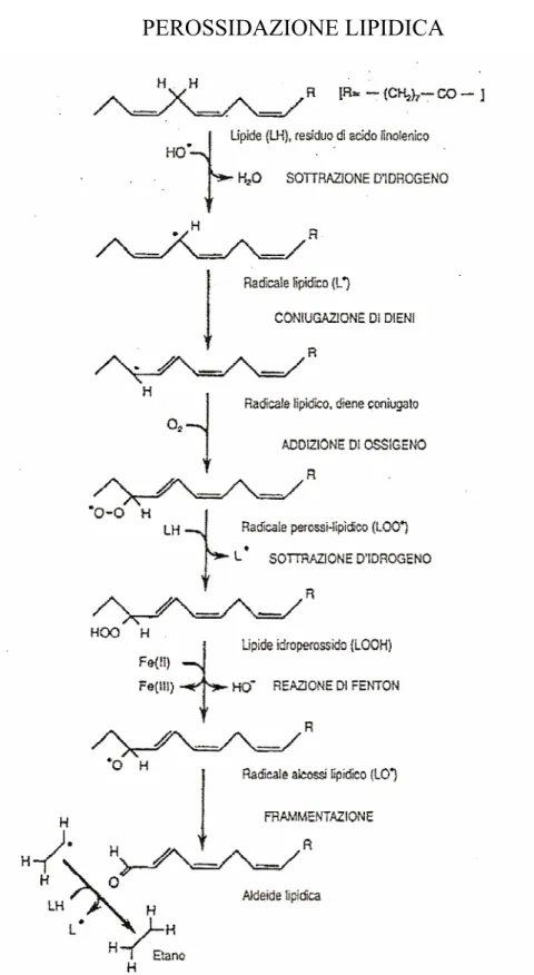 figura 1.3 - Formazione e propagazione dei radicali lipidici che 