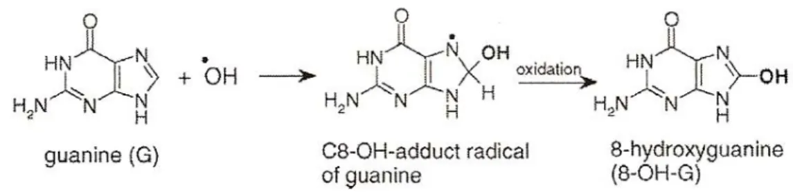 Figura  1.4 -  reazione tra una guanina e un radicale idrossilico. 