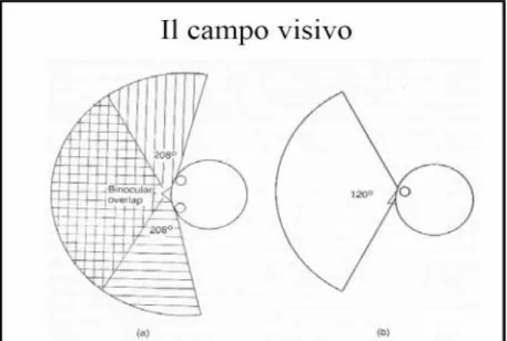 Figura 4. 8 - Angoli di riferimento del campo visivo umano sull'orizzontale (a) e sulla verticale (b)