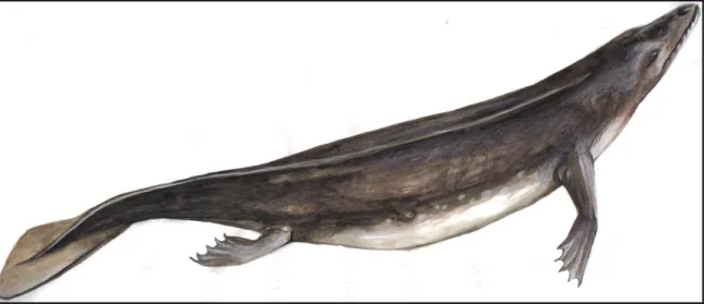 Figura 2:  Rappresentazione di un Ambulocetus natans 