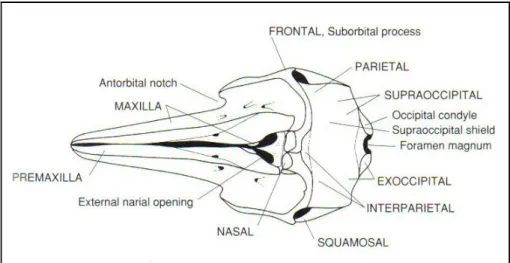 Figura 7:  Schema del cranio di un Tursiope (da Berta, 2006). 