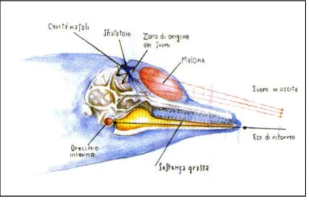 Figura  8:  Schema  del  cranio  e  dei  tessuti  molli  del  capo  di  un  Tursiope  e  rappresentazione  del  sistema  di  ecolocalizzazione