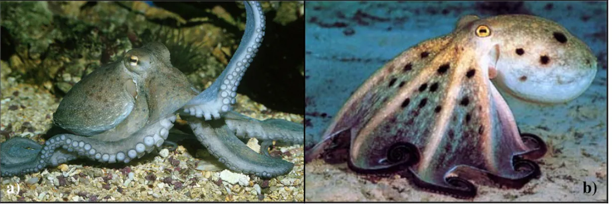 Figura 20: a) Octopus vulgaris; b) Eledone moschata. 