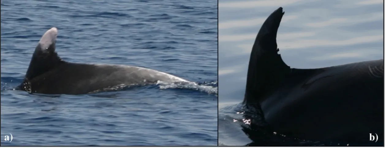 Figura 44: Due esemplari fotoidentificati nelle acque dell’Elba; sono ben evidenti una depigmentazione (a) e le 