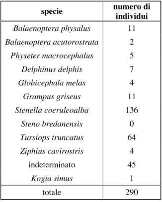 Tabella 1: spiaggiati in Toscana per specie dal 1987 al 2006; si noti la presenza di un individuo di Kogia simus,  una specie che in Mediterraneo è accidentale