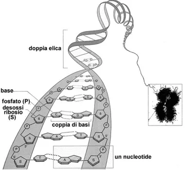 Figura 2.4: Struttura a doppia elica del DNA.