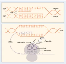 Figura 2.5: Interazione fra DNA e RNA.