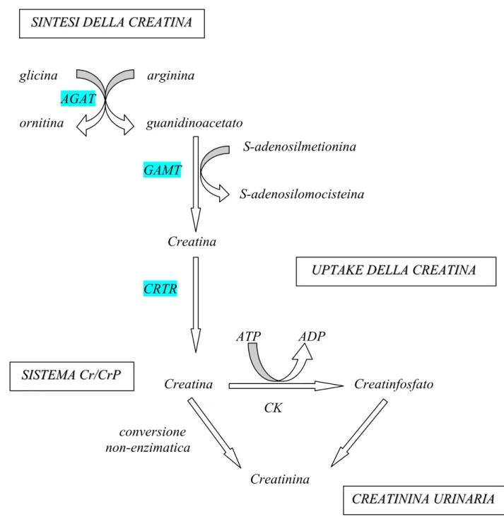 Fig. 1: Via metabolica della sintesi della creatina e sistema Cr/CrP 