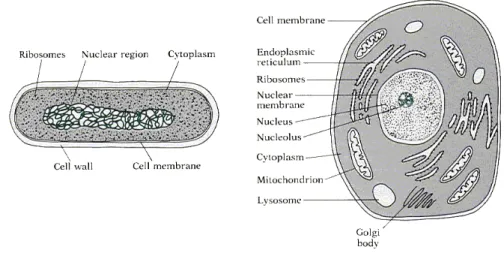 Figure 1.1: Procaryotic and eucaryotic cells; are indicated some examples of or- or-ganelles .