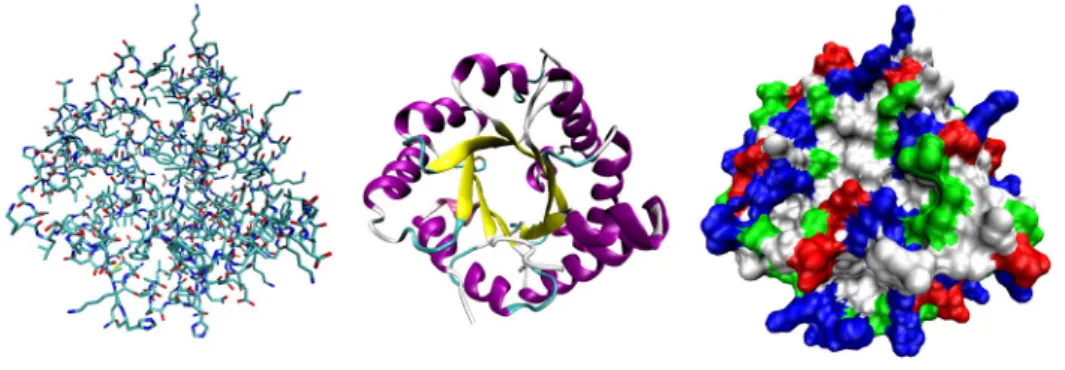 Figure 1.3: Schematic views of the three dimensional structure of protein.
