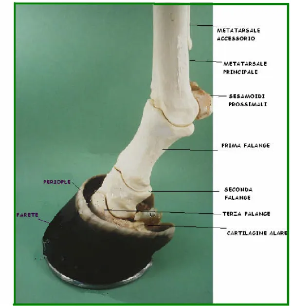 Figura 1. Base scheletrica. ( Pol l i t t C. C. “Col or at l as of e qui ne f oot ”, 2005)