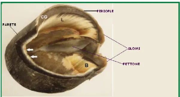 Figura 9. Visione dell'interno della scatola cornea. ( Pol l i t t C. C. “Col or at l as of e qui ne f oot ”, 2005)