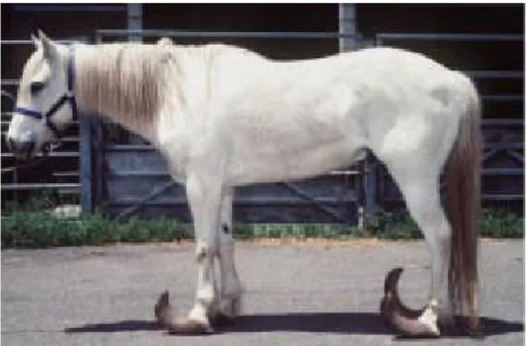Figura 2. Caso di estrema incuria di un cavallo colpito da laminite cronica, non sottoposto a pareggio del piede, in cui il medesimo ha avuto modo di allungarsi ed incurvarsi ad assumere il così detto aspetto a &#34;pantofola cinese&#34; , riferito da alcu