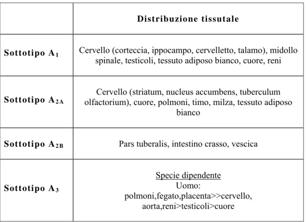 Tabella 1. Distribuzione tisutale dei recettori adenosinici. 