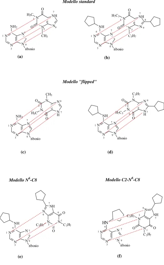 Figura 6. Modelli di farmacoforo per il recettore dell’adenosina 97197133NNNNribosioNHNNNHNOOH7C3C3H7317931792NNNNribosioNH2NNNHNOOH3CCH33179679NNNNribosioNH2NNNHNOOH3CCH3689769713NNNNribosioNNNHNOOH7C3C3H7NH2NNNNribosioNHNNNHNOOC3H7C3H73193196776776913913