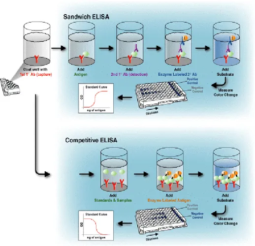 FIG. 4: tipologie di ELISA (www.bendermedsystems.com) 