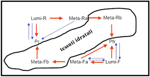 Fig. 1.3 -  Le frecce rosse rappresentano passaggi non fotochimici, al contrario delle frecce blu