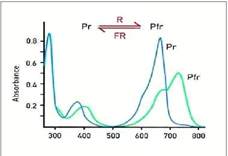 Fig. 1.4 - Gli spettri di assorbimento delle forme Pr (linea blu) e Pfr (linea verde) del fitocromo.