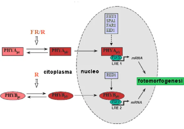 Fig. 1.6 - Modello di regolazione dell’espressione genica attivata dalla luce (modificata da: Nagy F