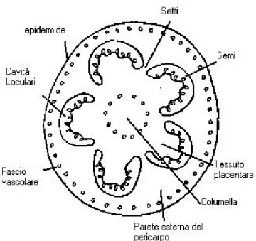 Fig 2.1- Rappresentazione dell’anatomia del frutto di pomodoro in sezione trasversale.