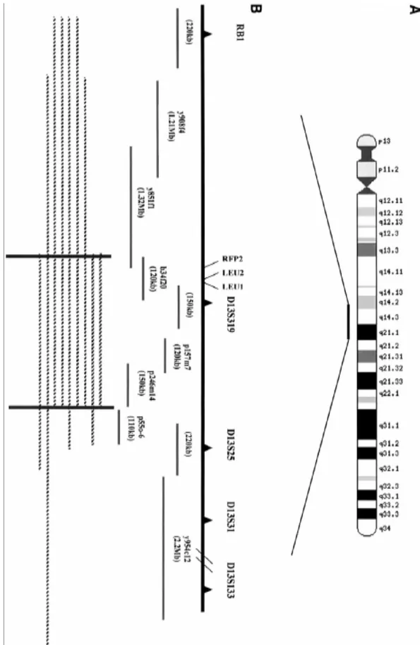Figura 3.  M appatura delle delezioni  in 13q14-13q21 (da Manal O. Elnenaiei et al. 2003)