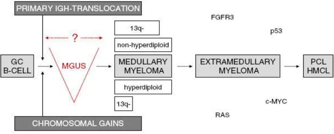 Figura 2.  Modello  genetico di mielomagenesi (Peter  Libisch, Hartmut Dohner).  Nel MM non- non-iperdiploide   le   tre   traslocazioni   principali   nel   locus   delle   Ig   sono   responsabili   dell'attivazione   di oncogeni  mentre nel MM iperdiplo