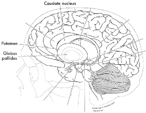 Figura 1:  I gangli della base( www.psychoeducation.org)    