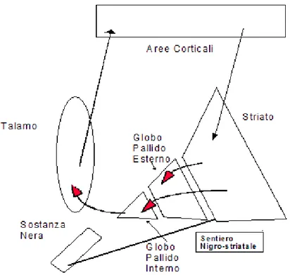 Figura 2:  Connessioni fra gangli della base e corteccia (riadattamento da Thulin, 2002:4) 