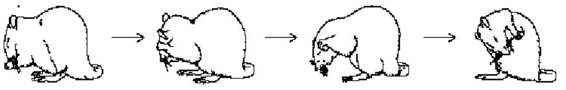 Figura 3: Le quattro fasi principali della grooming dei topi: movimenti ellittico, unilaterale,  bilaterale e leccata laterale (Aldridge &amp; Berridge, 1998:2778) 